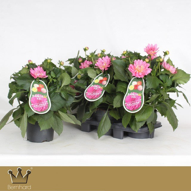 Dahlia XXL 40cm 19cm Pot