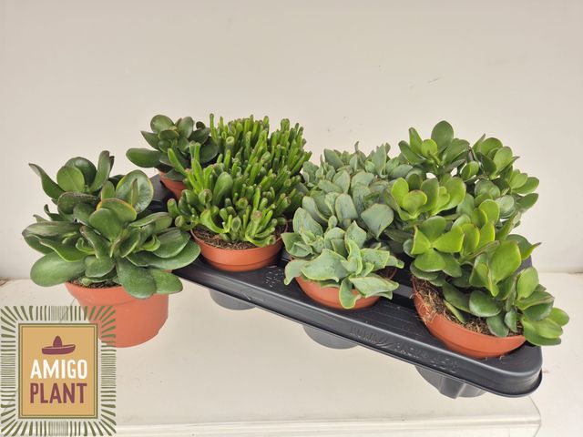 Crassula mix 19cm 12cm Pot