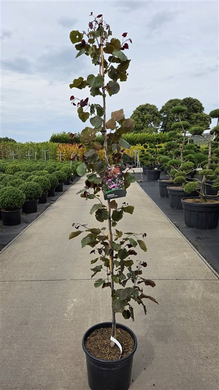 Cercis can. Forest Pansy 210cm 36cm Pot