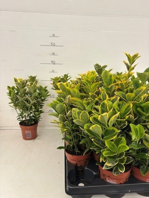 Euonymus jap. Aureus 25cm 11cm Pot