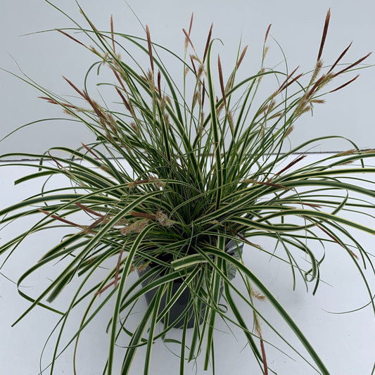 Carex osh. Evercolor Evercream 30cm 17cm Pot
