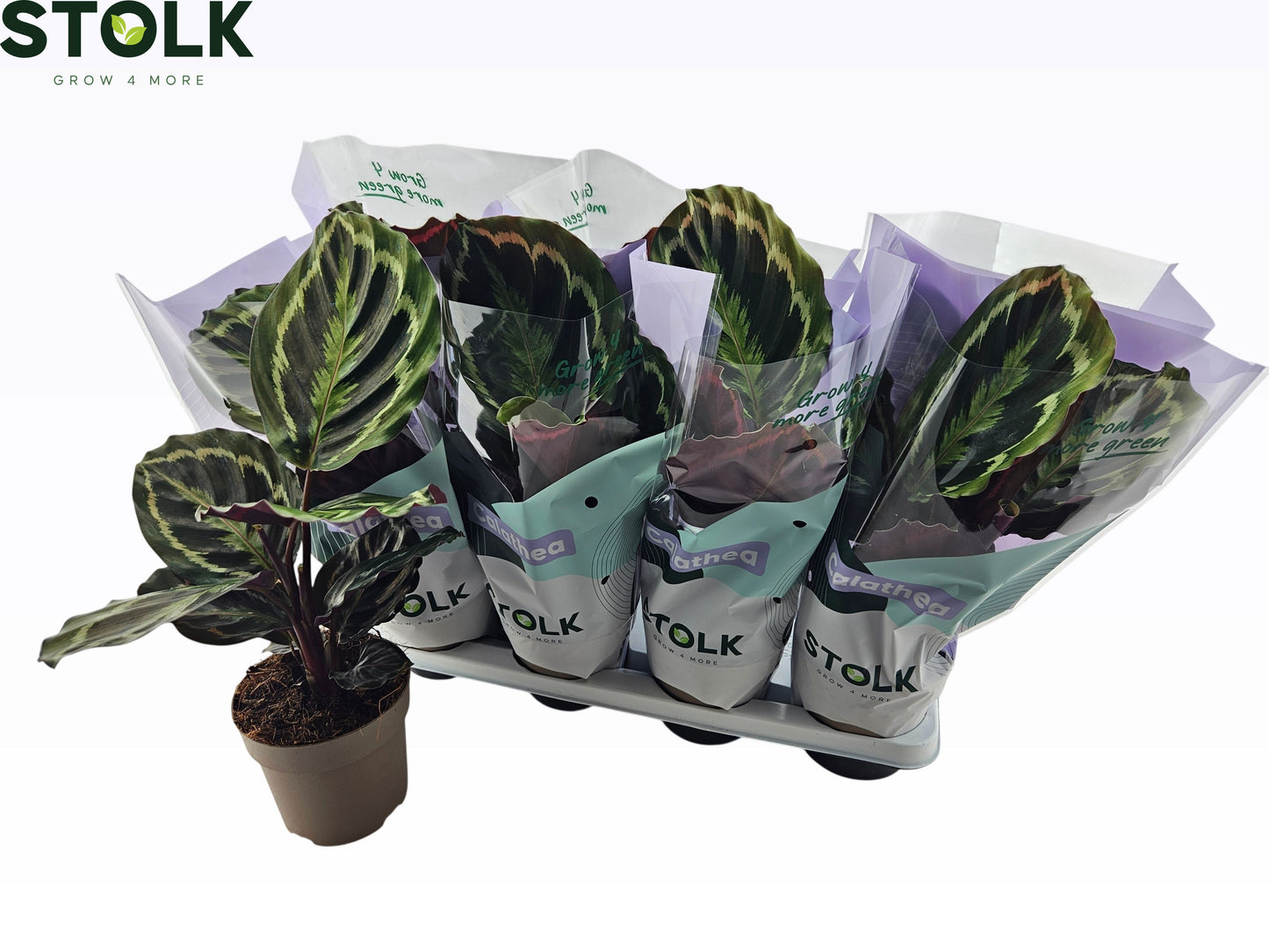 Calathea Medallion 40cm 14cm Pot