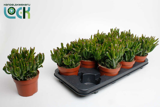 Crassula Horn Tree 25cm 12cm Pot