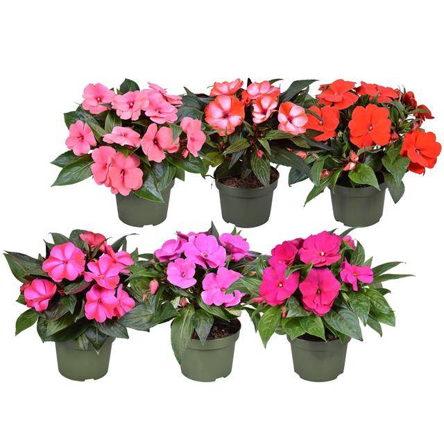 Impatiens ng. Tamarinda mix 25cm 13cm Pot