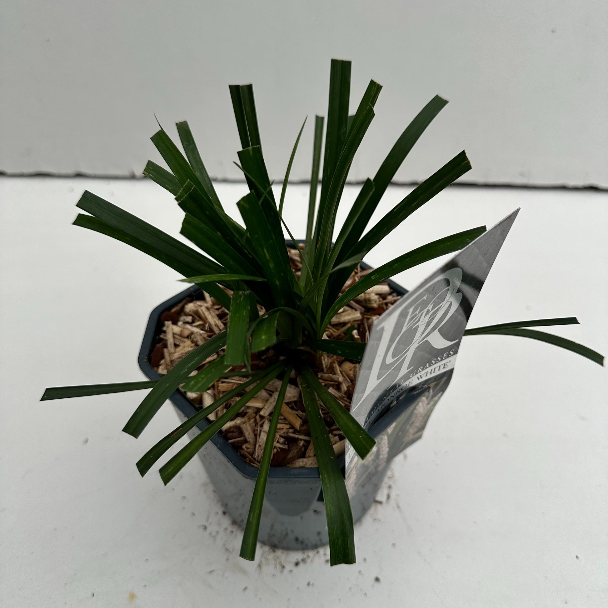 Liriope mus. Monroe White 25cm 17cm Pot