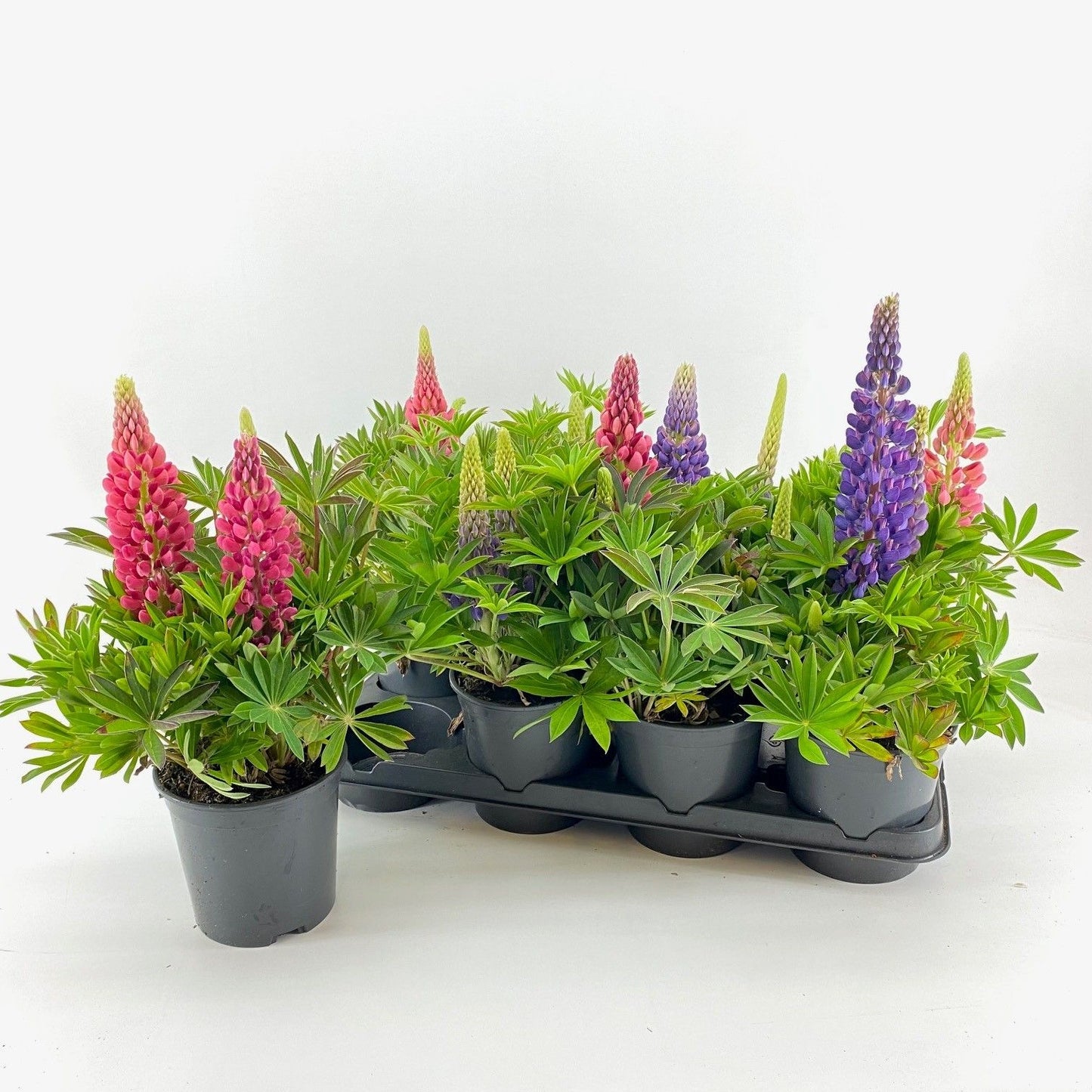 Lupinus luteus 35cm 14cm Pot