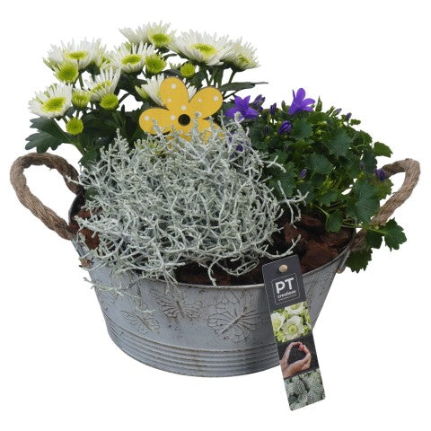 PTSO6009 Arrangementen Tuinplanten 23cm 23cm Pot