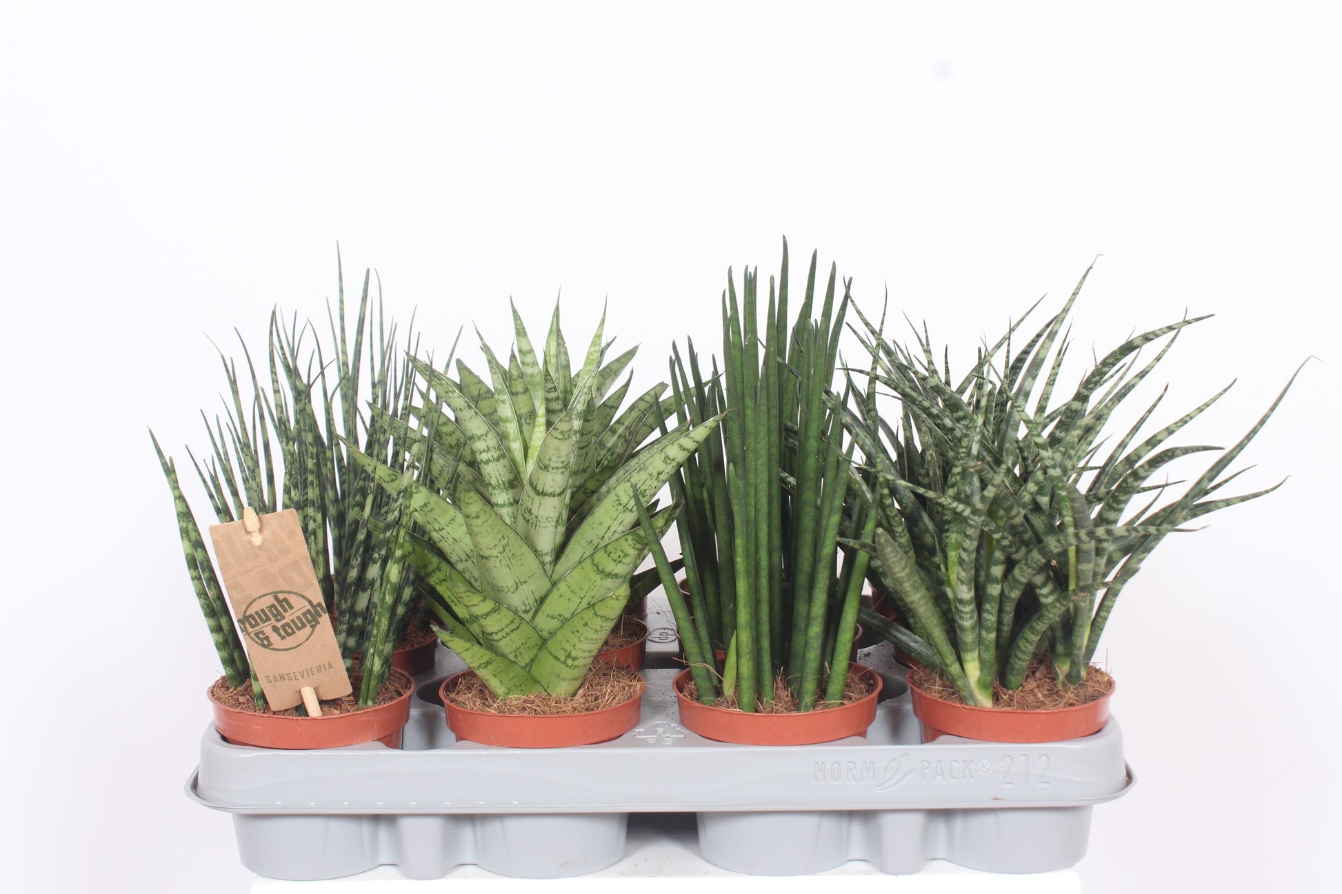 Sansevieria cylindrica 25cm 9cm Pot