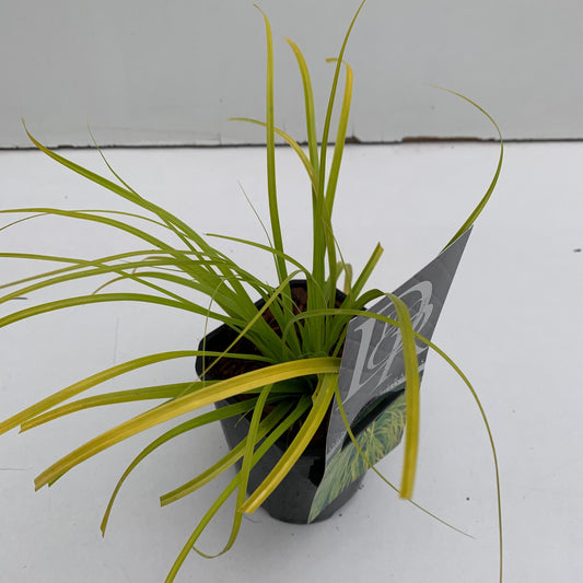 Carex osh. Evercolor Everillo 25cm 13cm Pot