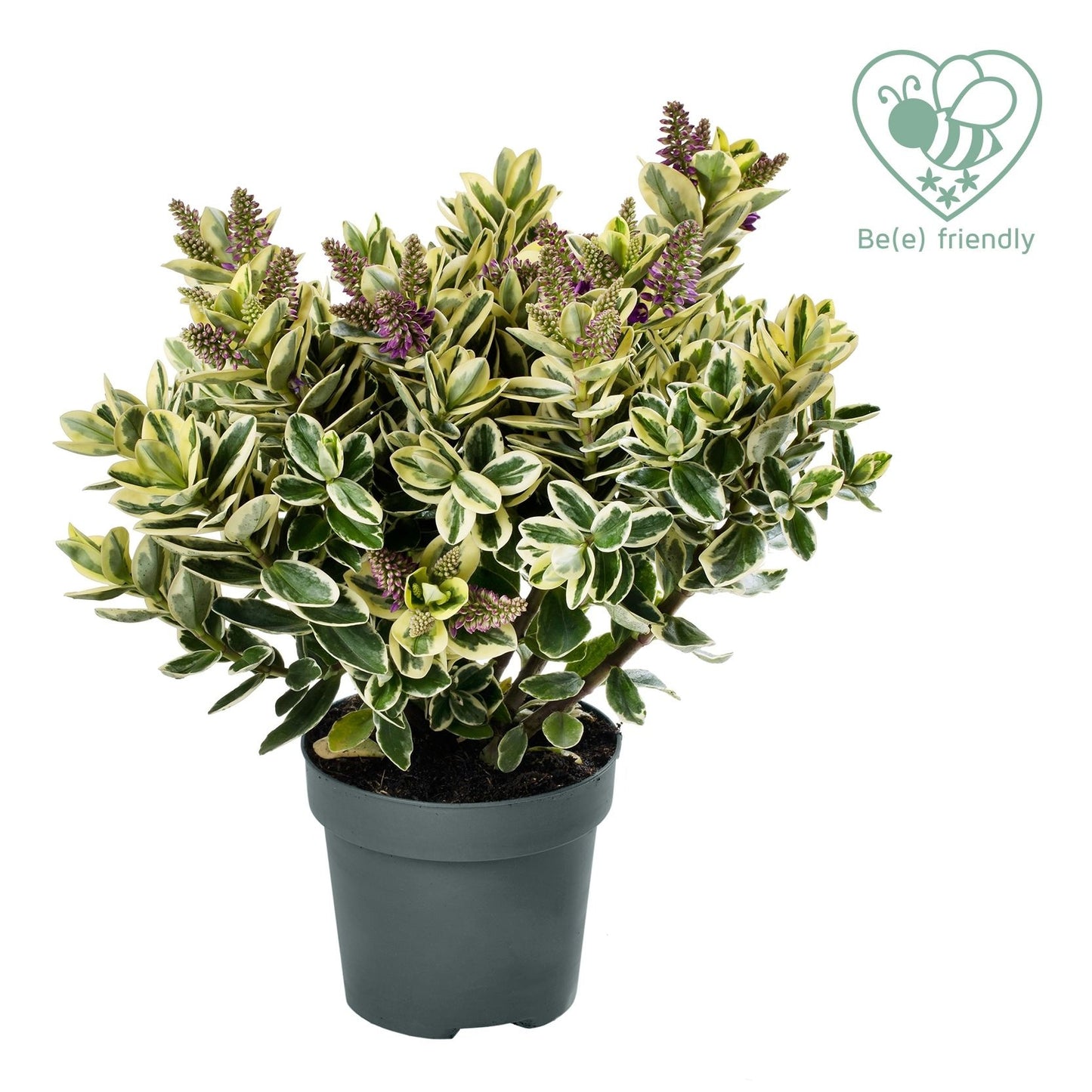 Hebe Katrina 20cm 510cm Pot