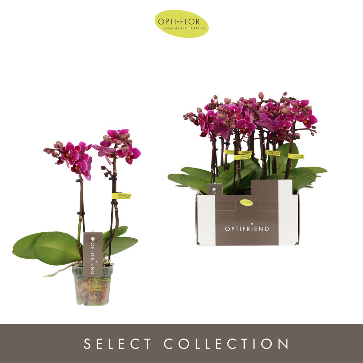 Phalaenopsis Emma 25cm 7cm Pot