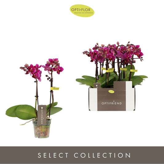Phalaenopsis Emma 25cm 7cm Pot