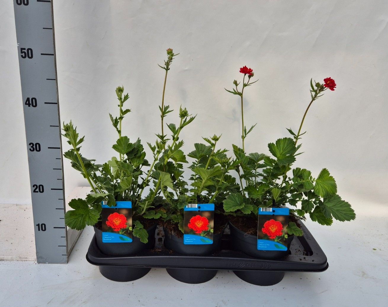 Geum chi. Mrs Bradshaw 35cm 17cm Pot