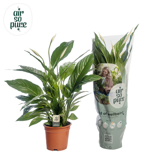 Spathiphyllum Vivaldi 75cm 17cm Pot