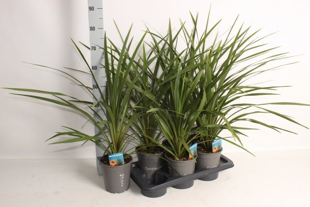 Cordyline indivisa Peko 75cm 17cm Pot