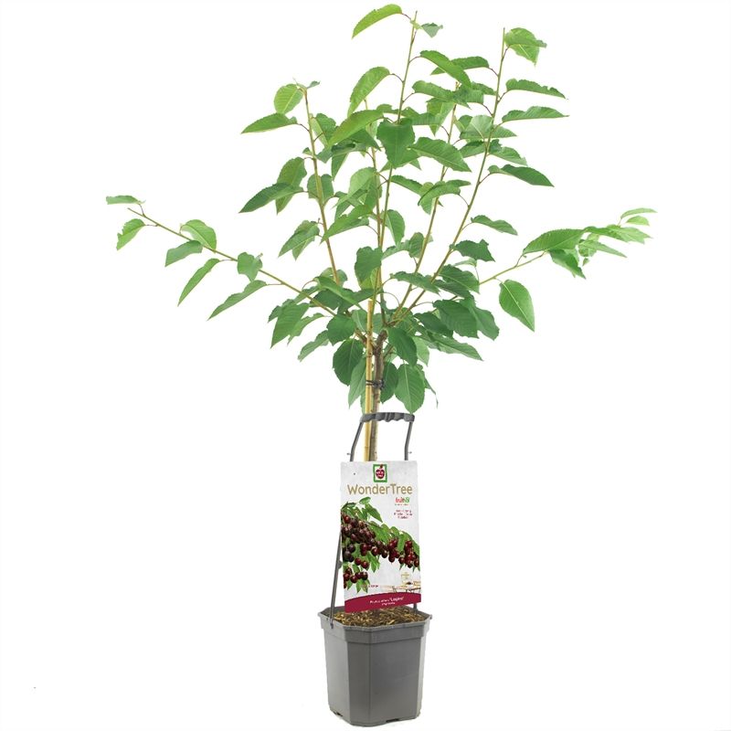 Prunus avium 160cm 24cm Pot