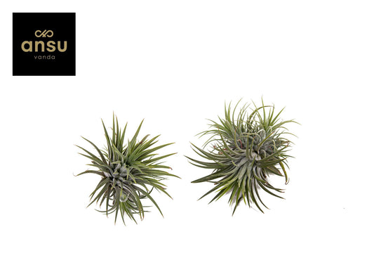 Tillandsia Clumb L 10cm 12cm Pot