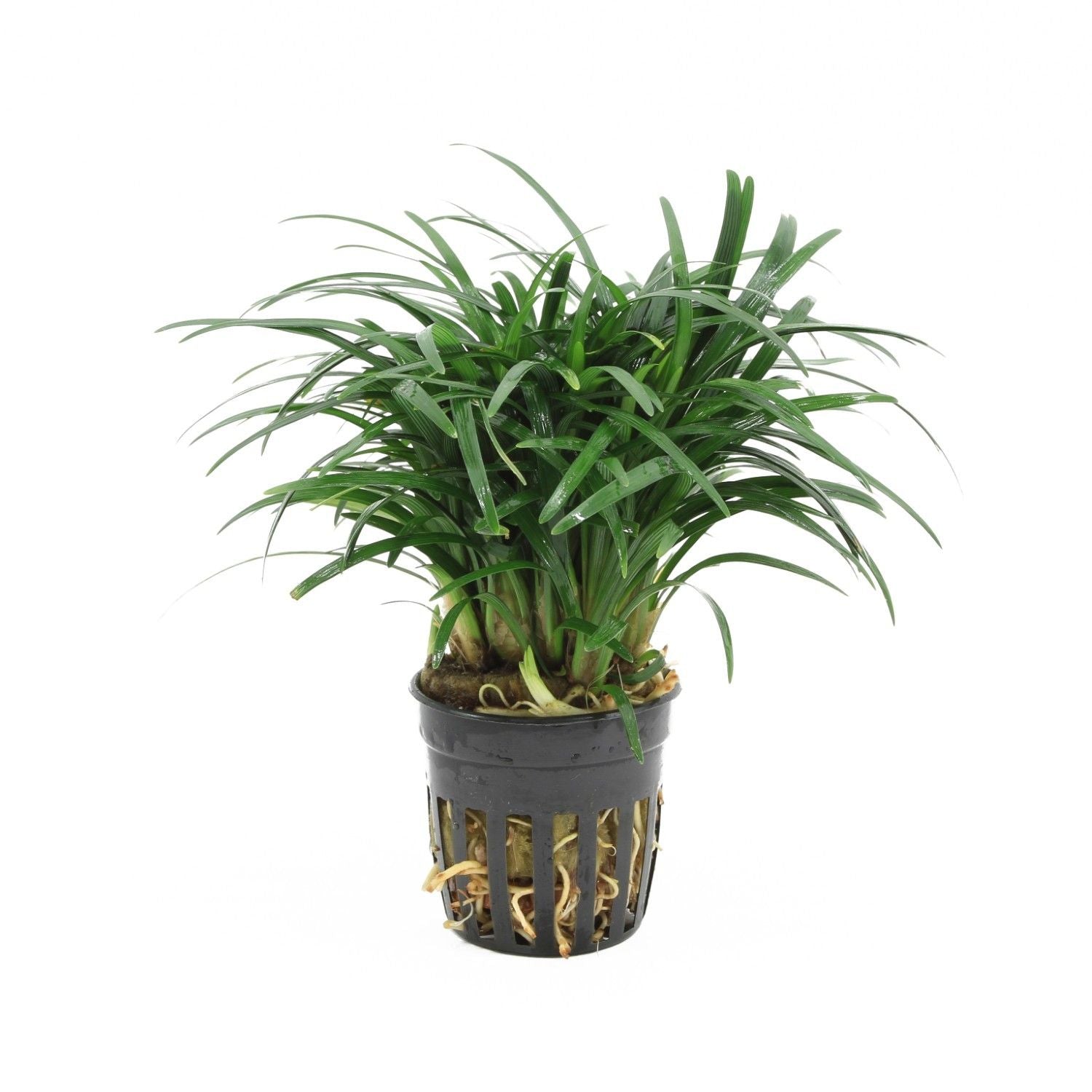 Ophiopogon japonica pussilus 10cm 5cm Pot