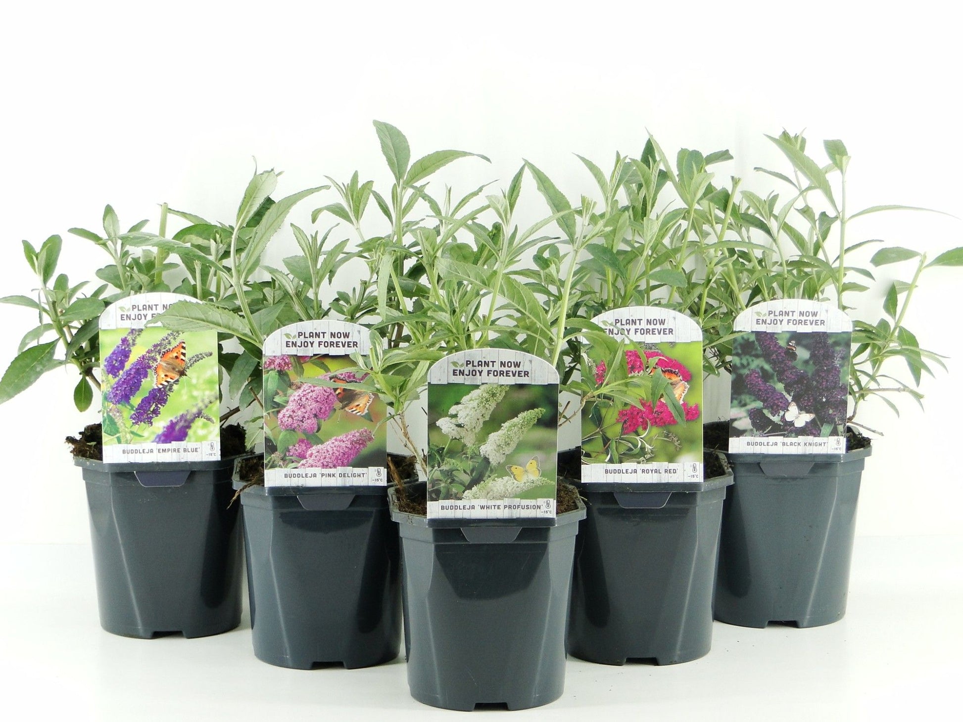 Buddleja davidii mix 45cm 17cm Pot