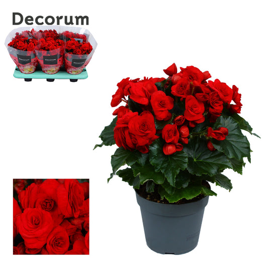 Begonia Baladin 32cm 14cm Pot