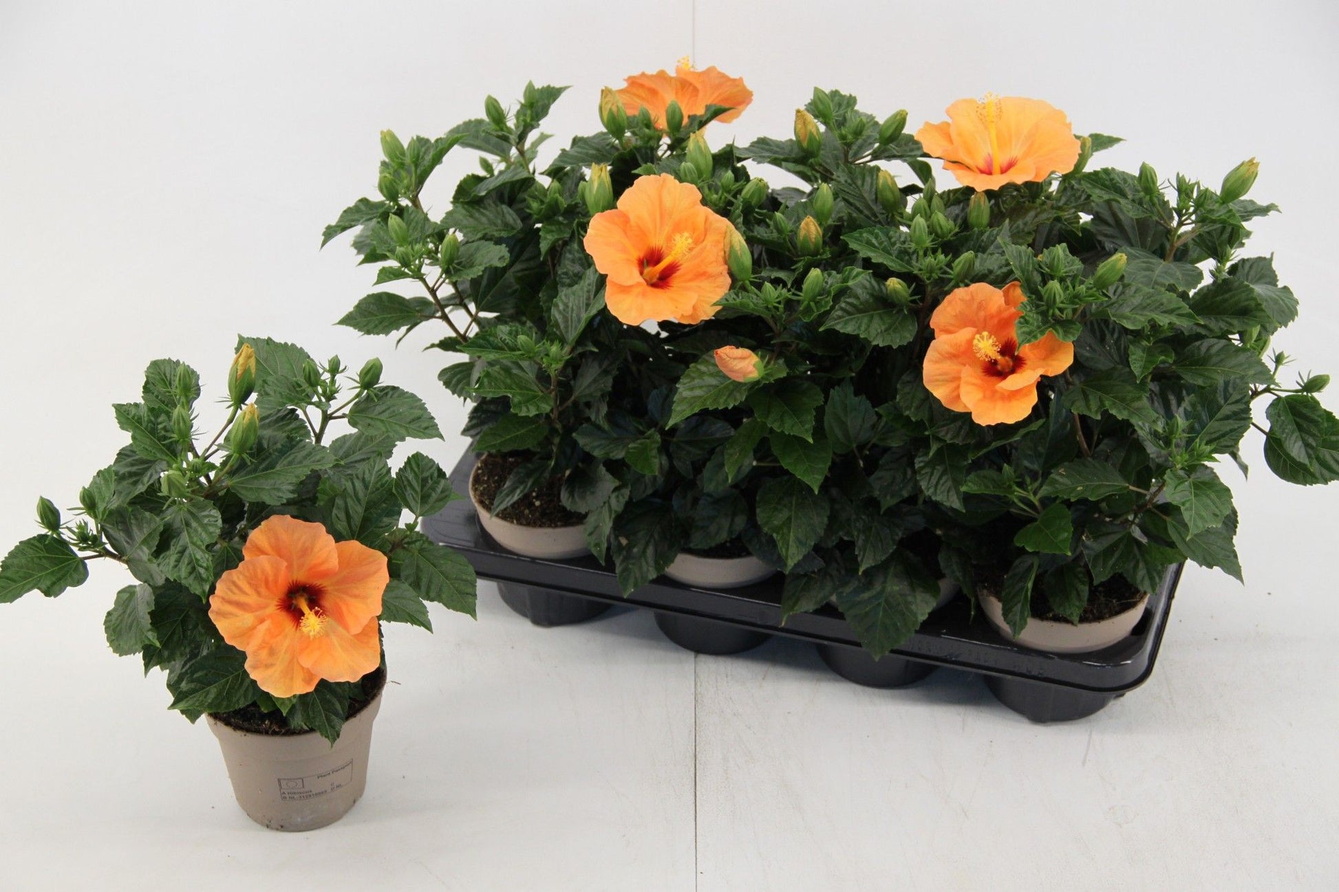 Hibiscus rosa-sinesis Bombay 35cm 13cm Pot
