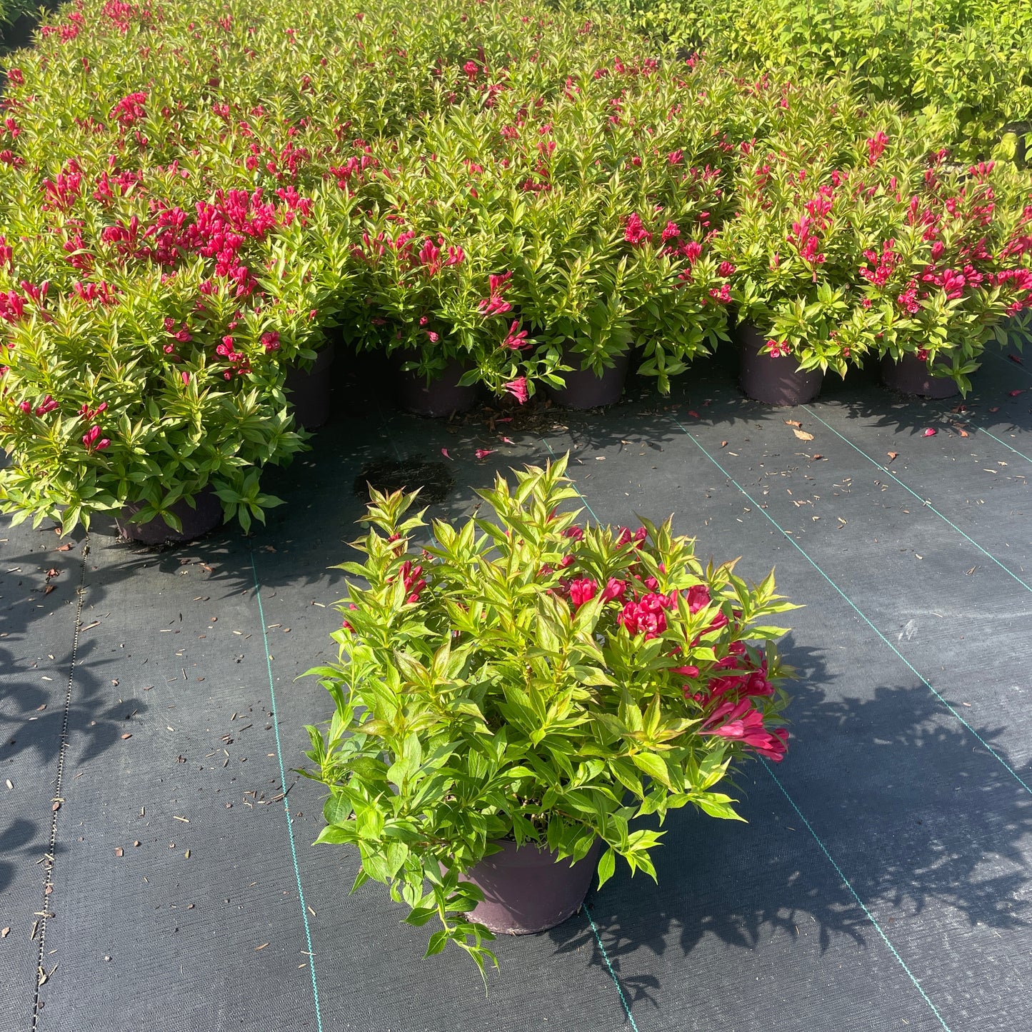 Weigela 35cm 19cm Pot