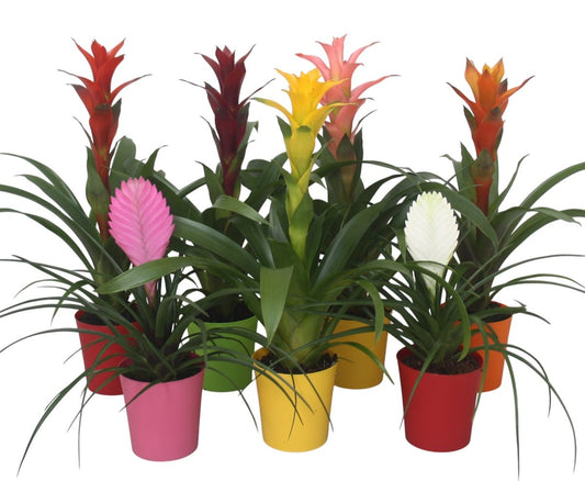 Zeestraten BV, Peter Bromelia mix Pack of 11
