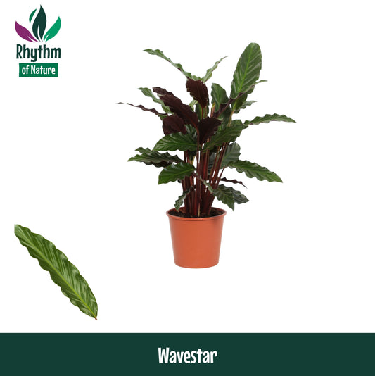 Calathea Wavestar 45cm 14cm Pot