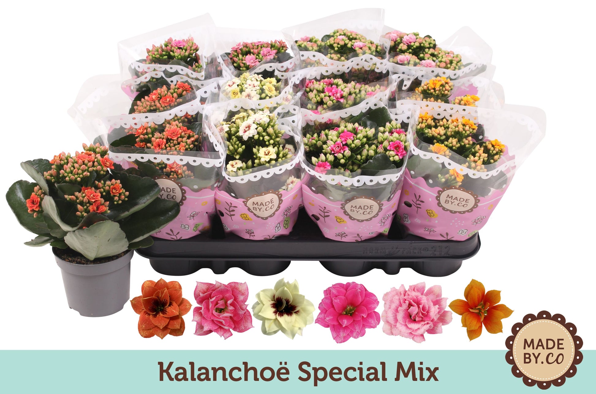 Kalanchoe mix bicolour 19cm 9cm Pot
