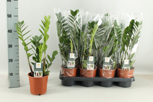 Zamioculcas zamiifolia 50cm 14cm Pot