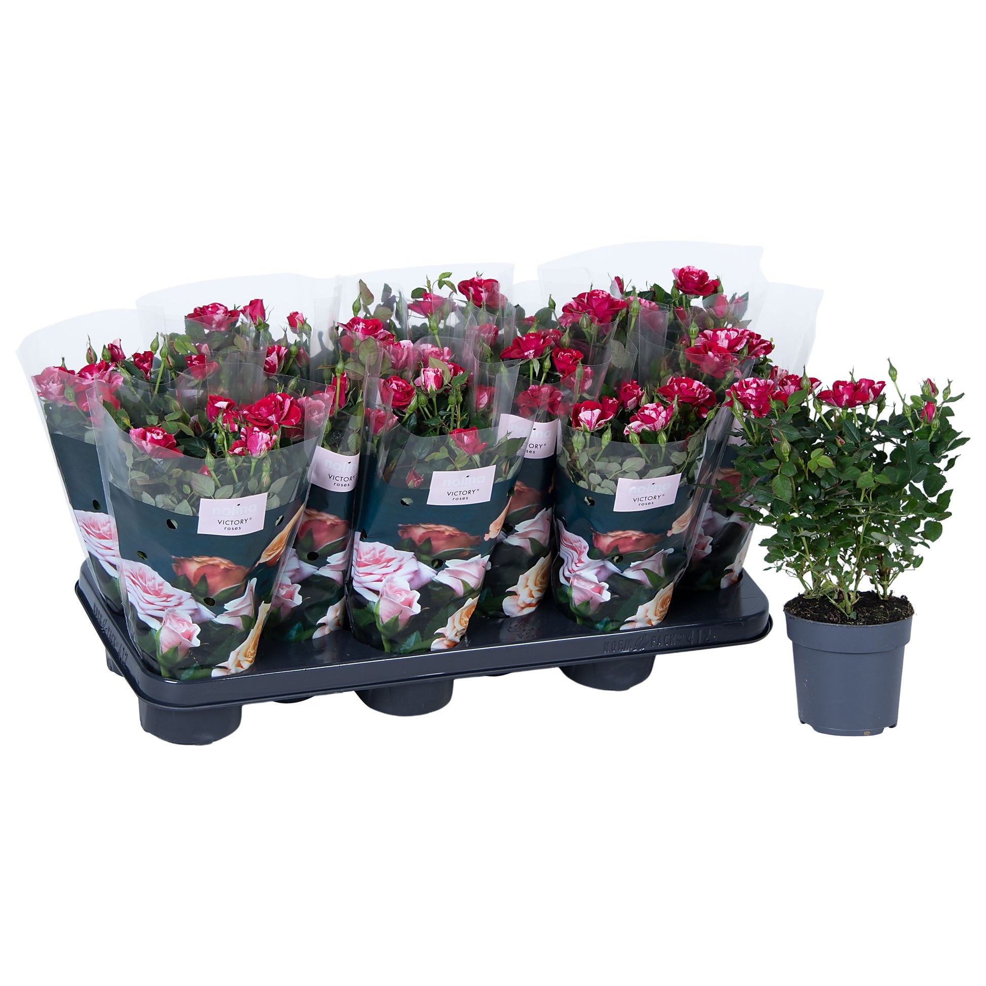 Roses Gigi Party 28cm 510cm Pot