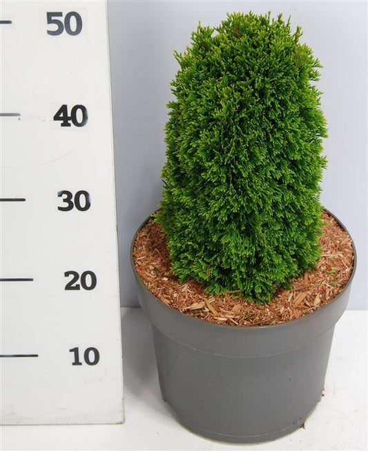 Thuja occidentalis 50cm 26cm Pot