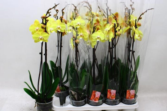 Phalaenopsis yellow 65cm 12cm Pot