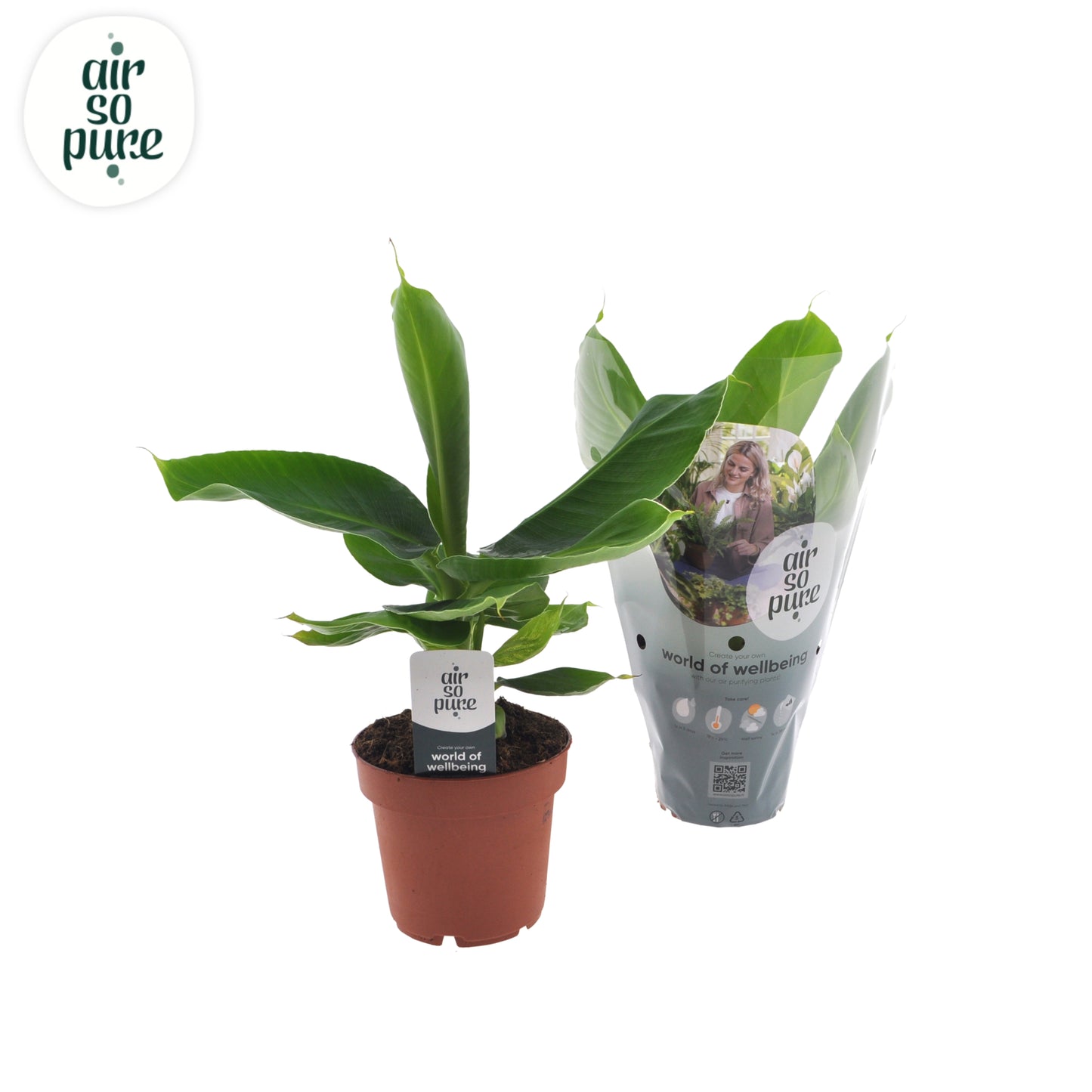 Musa Oriental Dwarf 35cm 12cm Pot