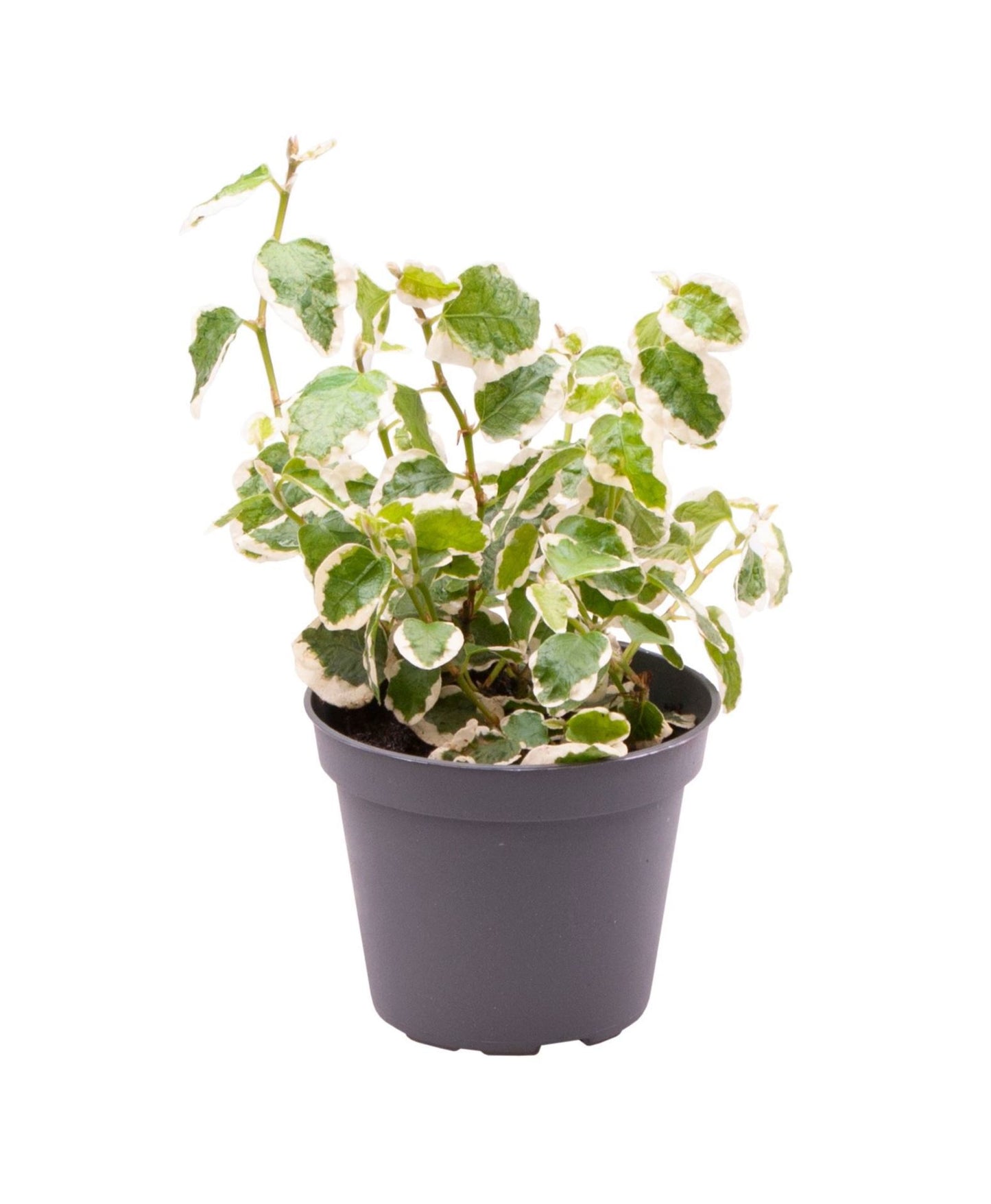 Ficus pum. Bellus 6cm Pot