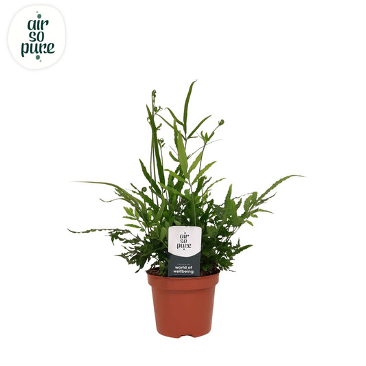 Pteris ensiformis 15cm 9cm Pot