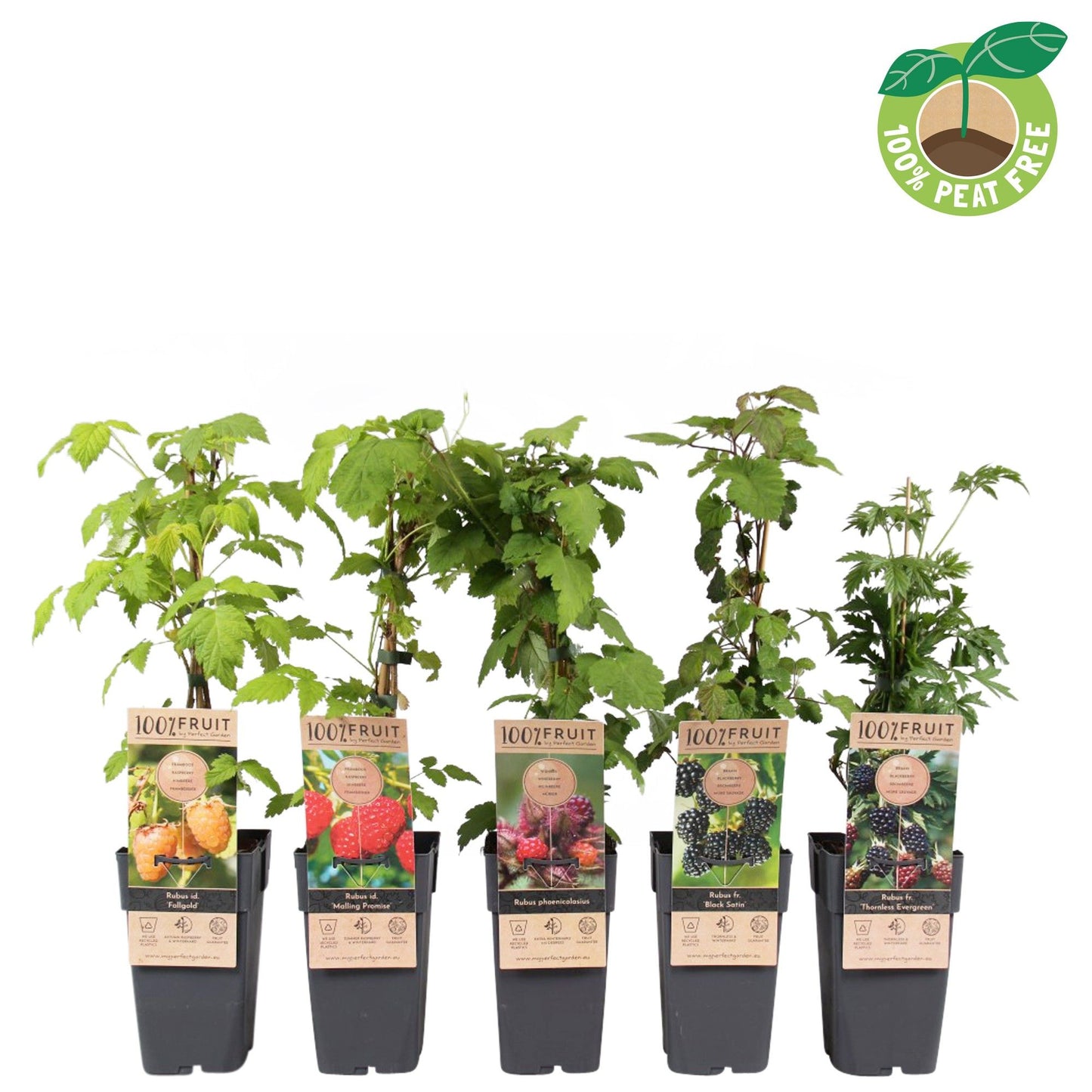 Rubus mix 50cm 15cm Pot