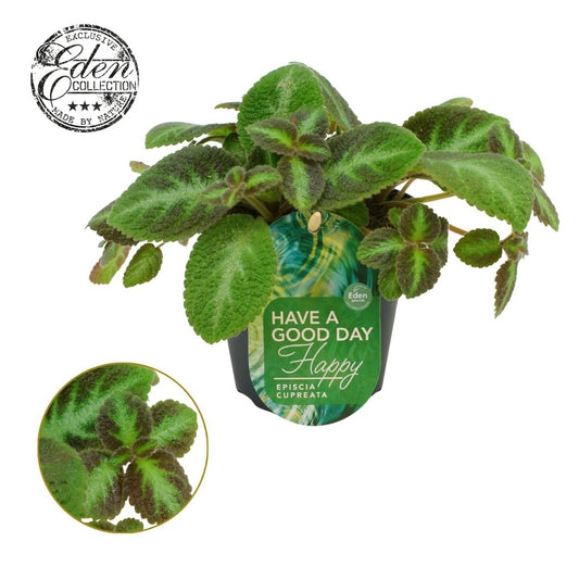 Episcia cup. Neon Surprise 20cm 12cm Pot