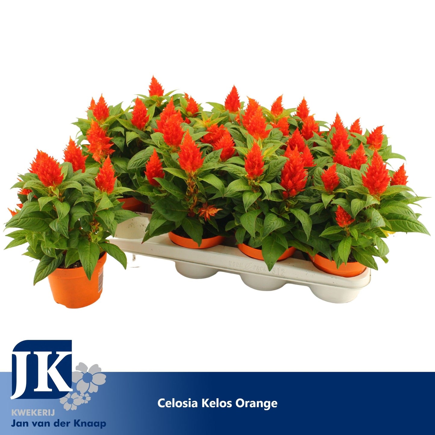 Celosia Kelos Fire Orange 30cm 12cm Pot