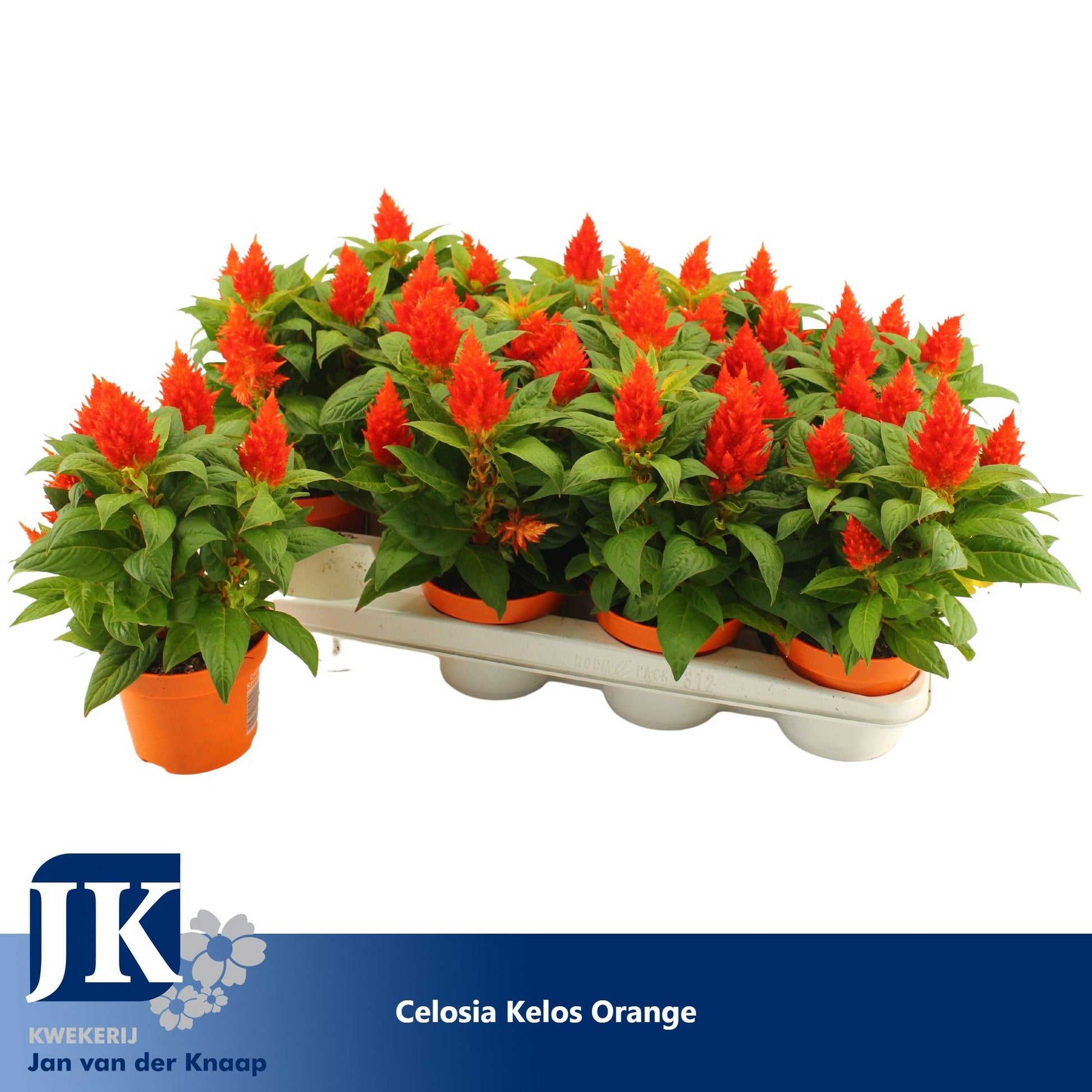 Celosia Kelos Fire Orange 30cm 12cm Pot