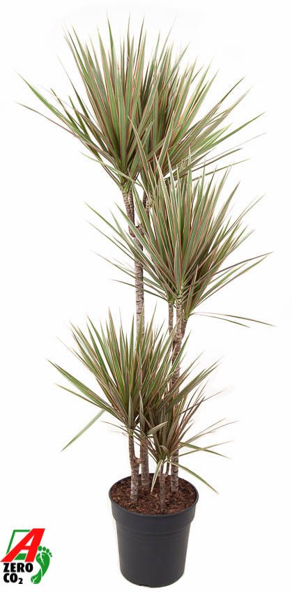 Dracaena Bicolor 90-60-30-15 150cm 27cm Pot