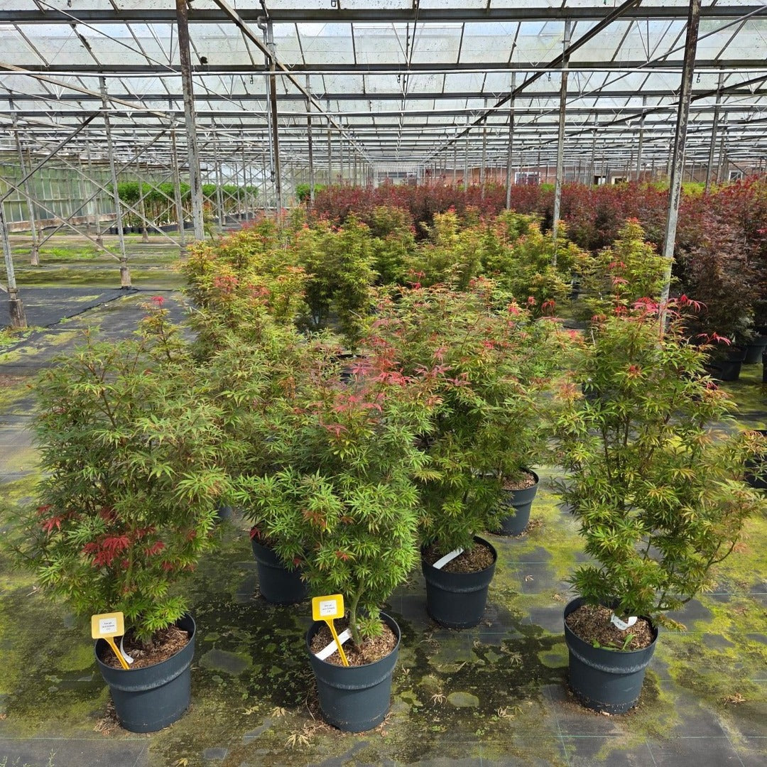 Acer Jerre Schwartz 105cm 29cm Pot