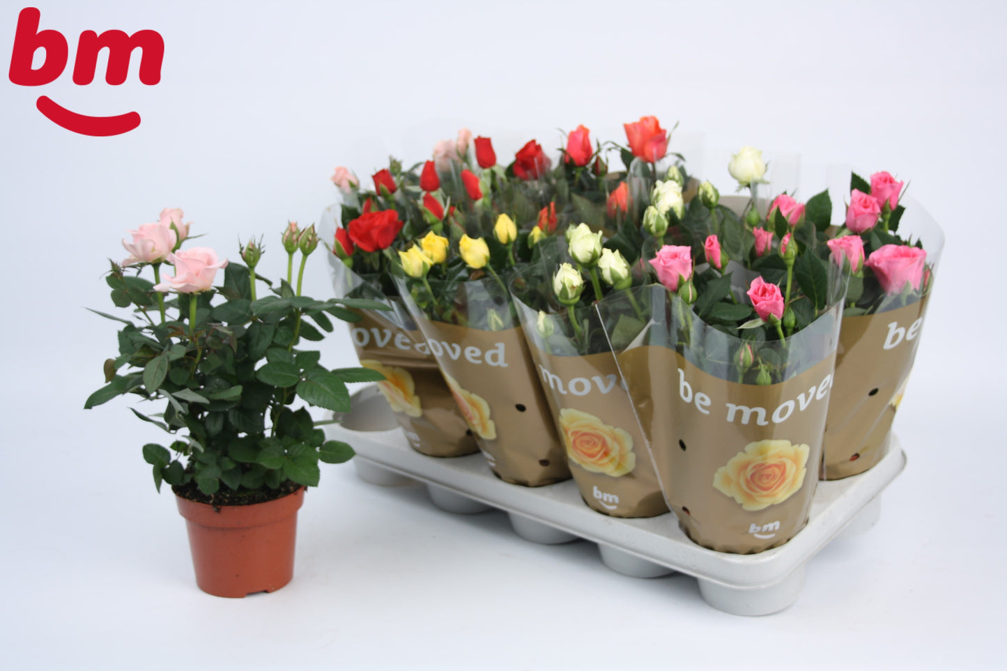 Rosa Beau Monde mix 28cm 12cm Pot