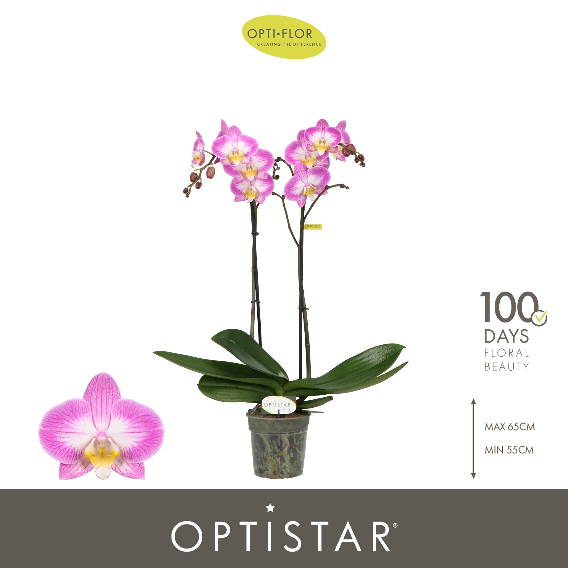 Phalaenopsis Carey 60cm 12cm Pot