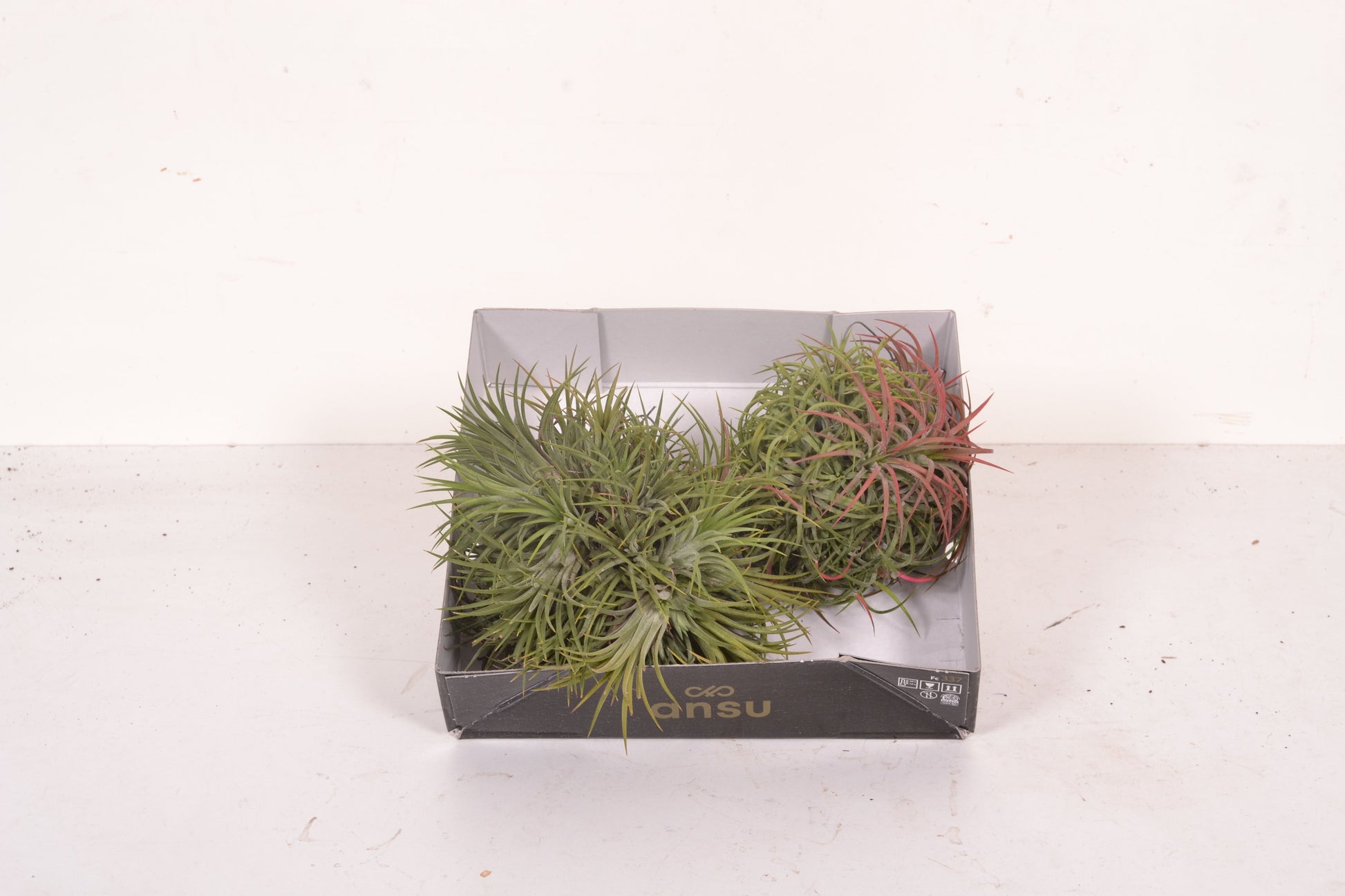 Tillandsia ionatha magic ball 10cm 10cm Pot