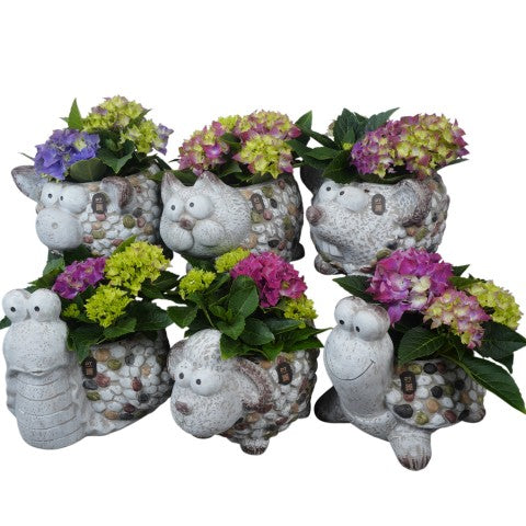 PTPP7066 Arrangementen Perkplanten 26cm 30cm Pot