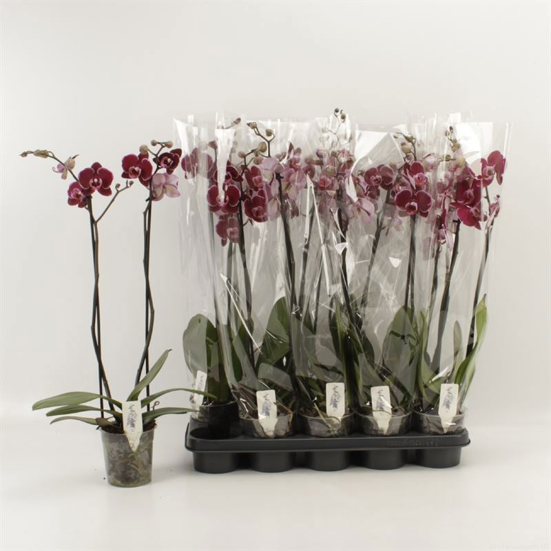 Phalaenopsis Montpellier 55cm 12cm Pot
