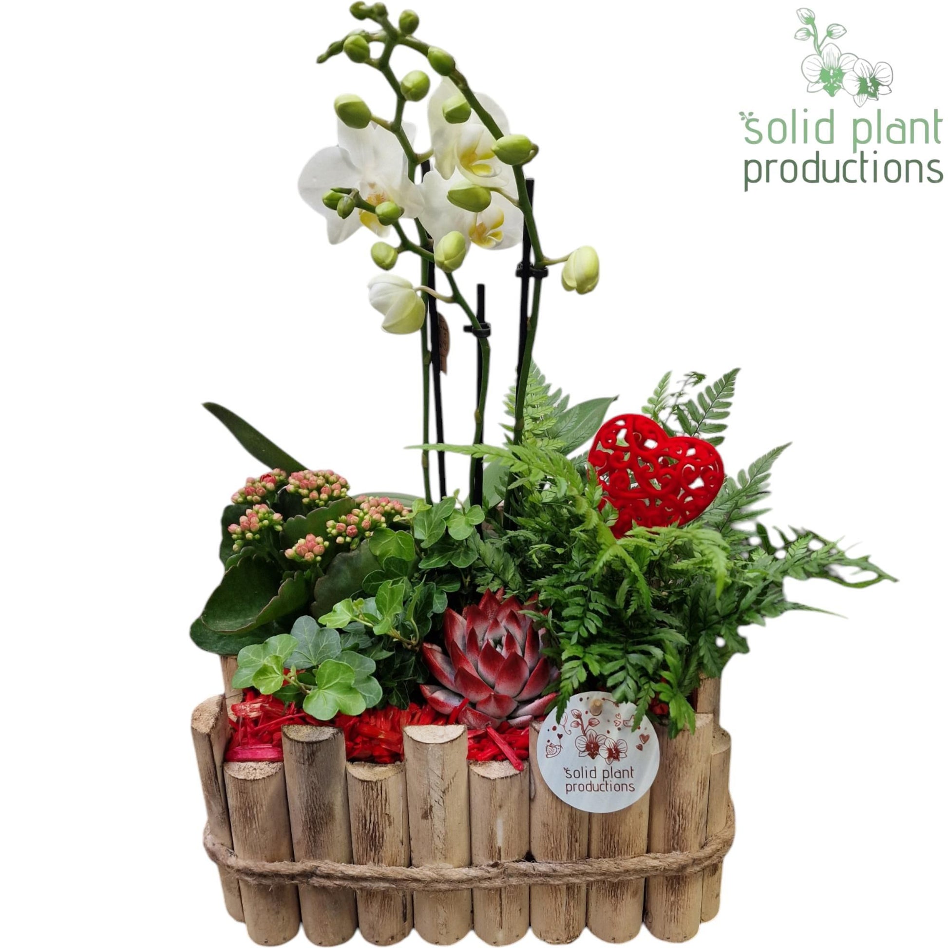 arr. Phalaenopsis HVPE008RED 45cm 26cm Pot