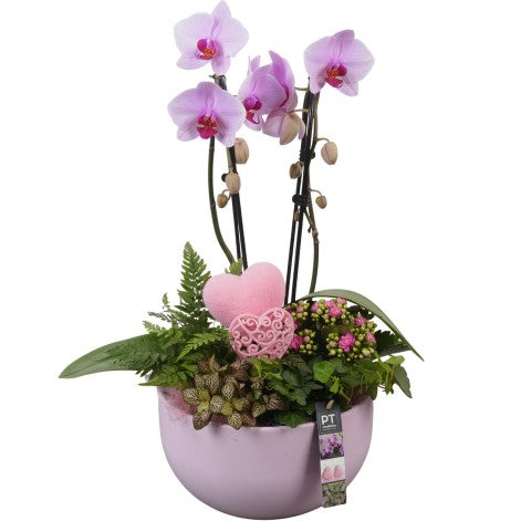 PTVMB2218 Arrangementen kamerplanten 60cm 26cm Pot