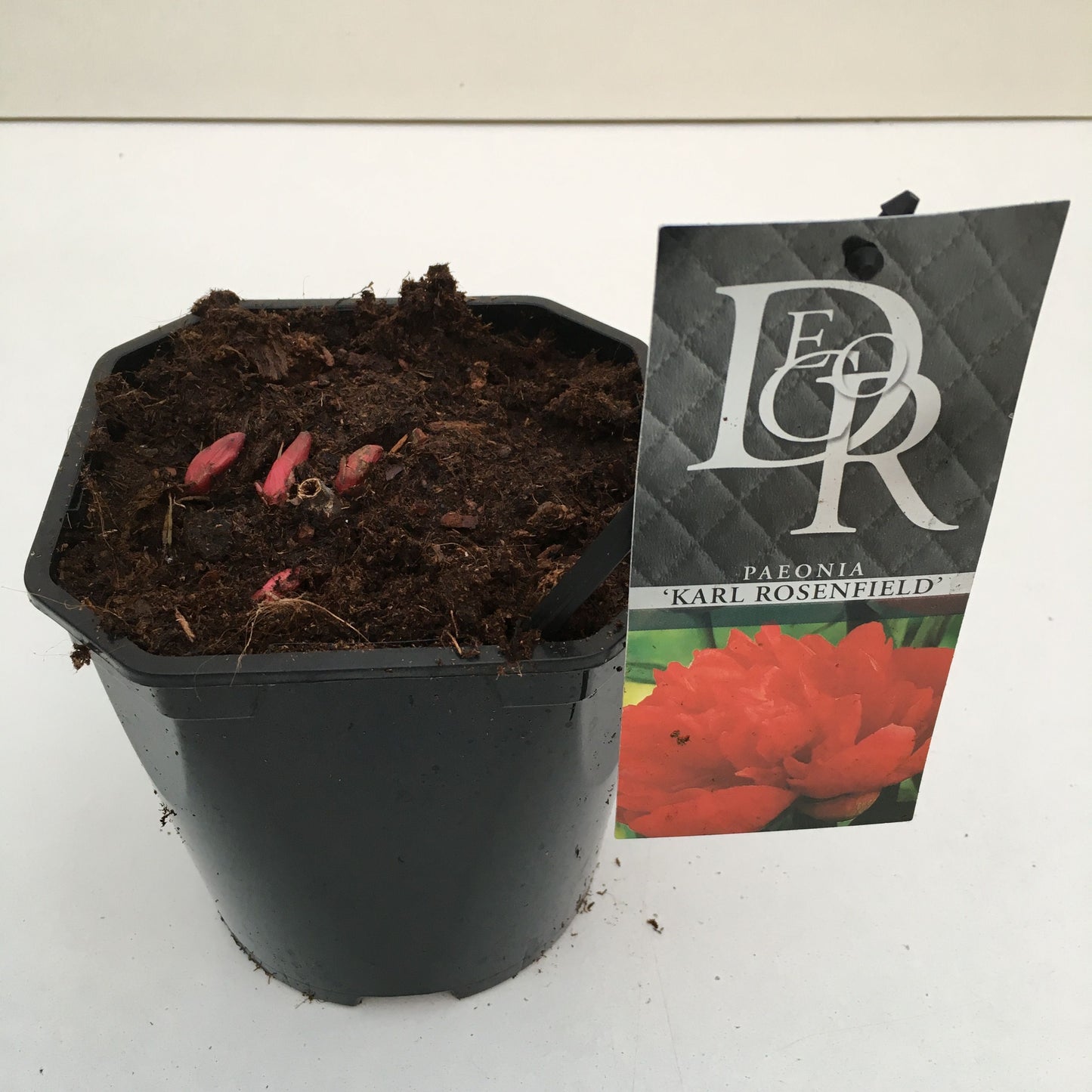 Paeonia Karl Rosenfield 5cm 17cm Pot
